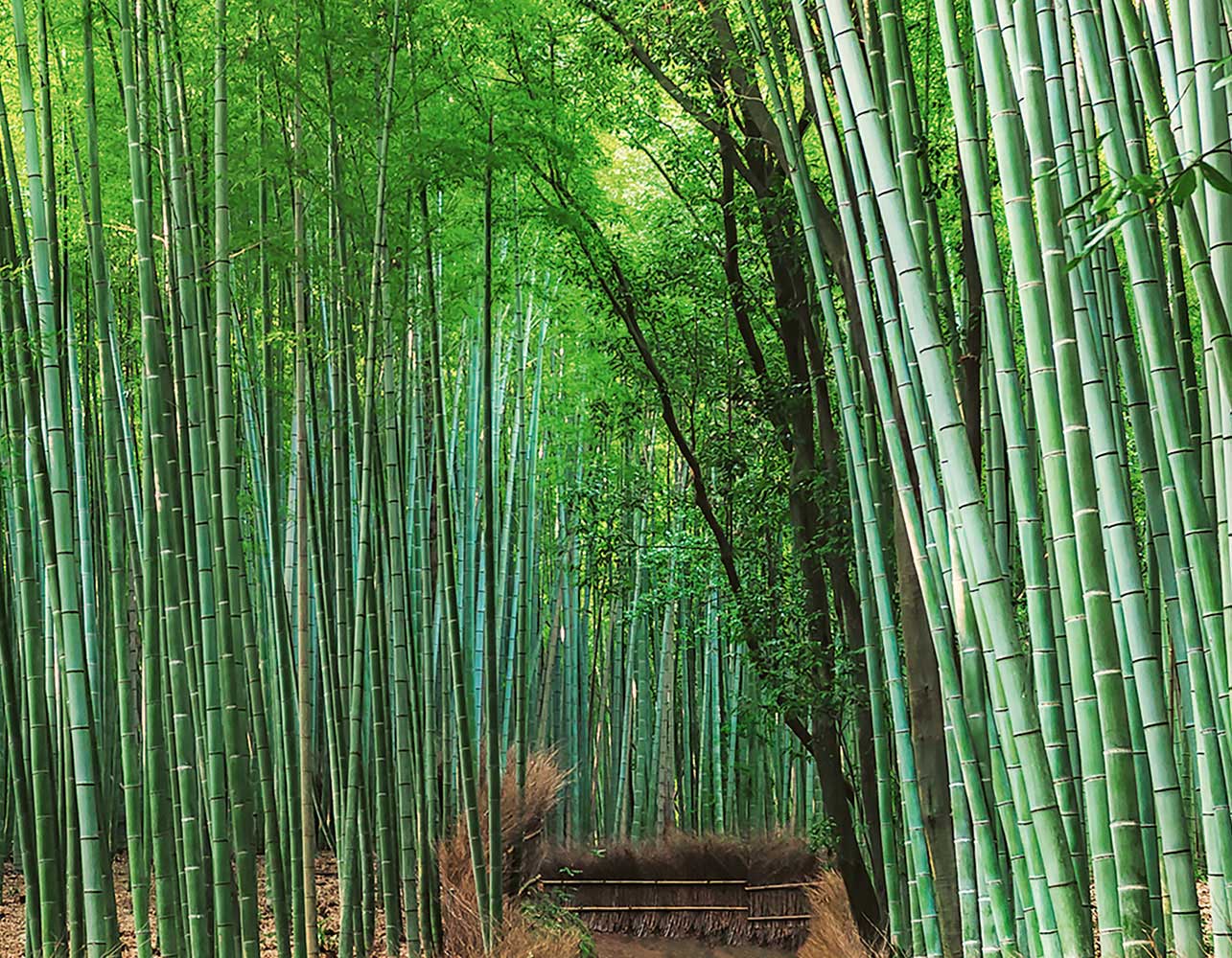 Fototapete kaufen online Bambus Wald Bamboo Grove Kyoto WG