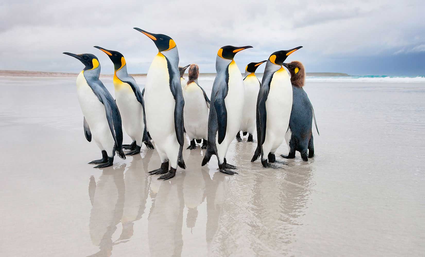 Fototapete kaufen online Bodyguard Pinguine WG