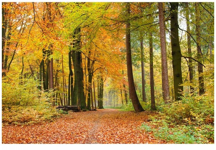 Fototapeten Wald aus Berlin online kaufen