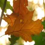 Bildergalerie Herbst